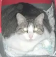 Gorda