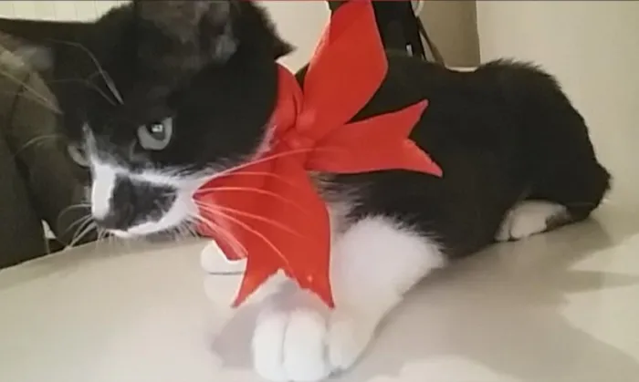Gato ra a Não sei idade 2 a 6 meses nome Sem nome