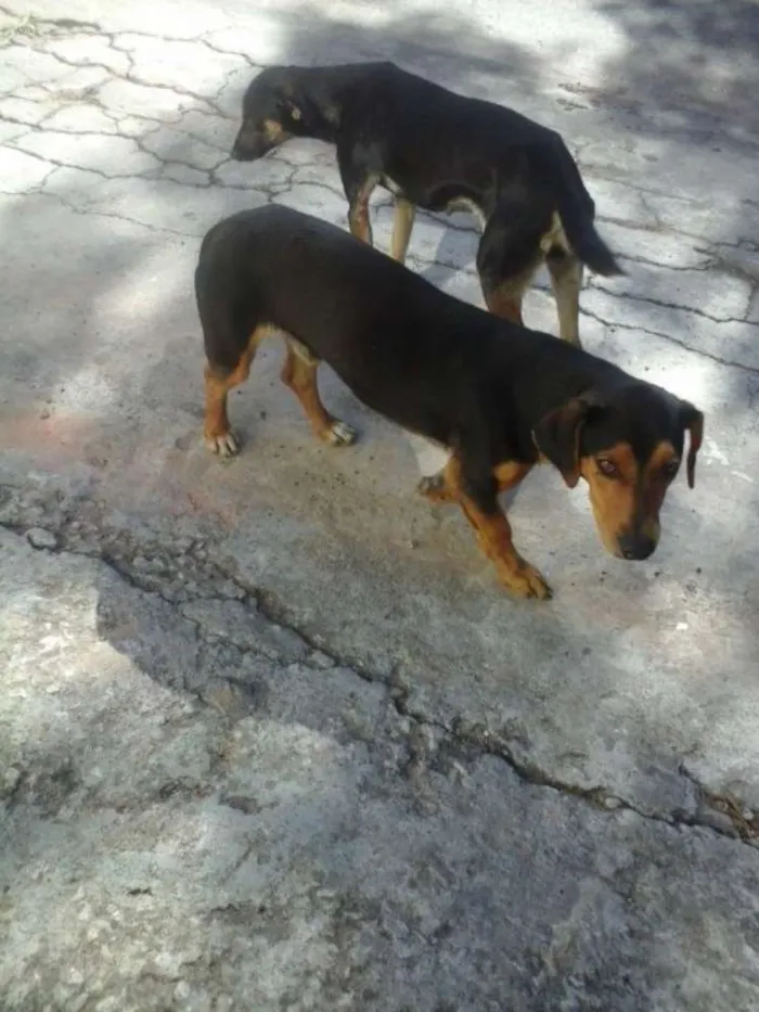 Cachorro ra a SRD idade 1 ano nome sem nome