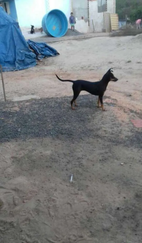 Cachorro ra a Pinscher idade 7 a 11 meses nome lola 