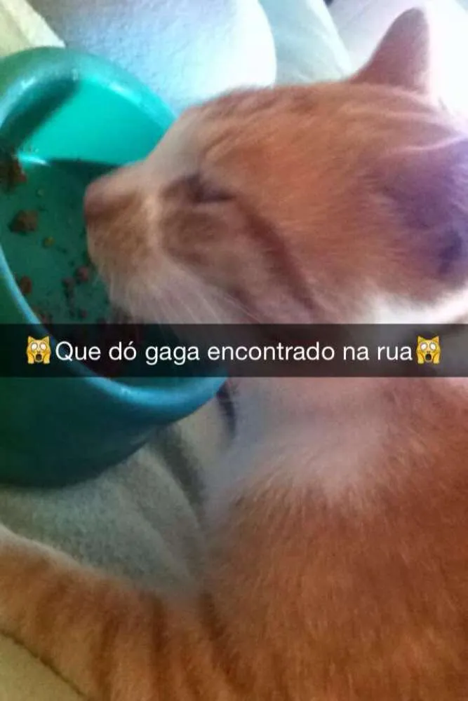 Gato ra a cruza idade 2 a 6 meses nome Sem nome