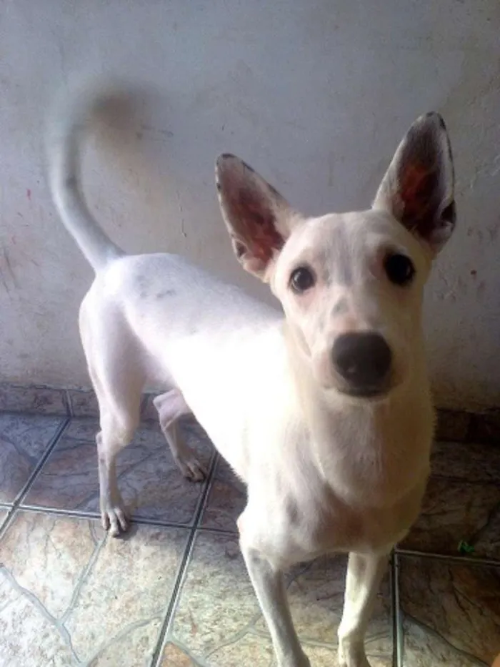 Cachorro raça SRD idade 7 a 11 meses nome Wisten