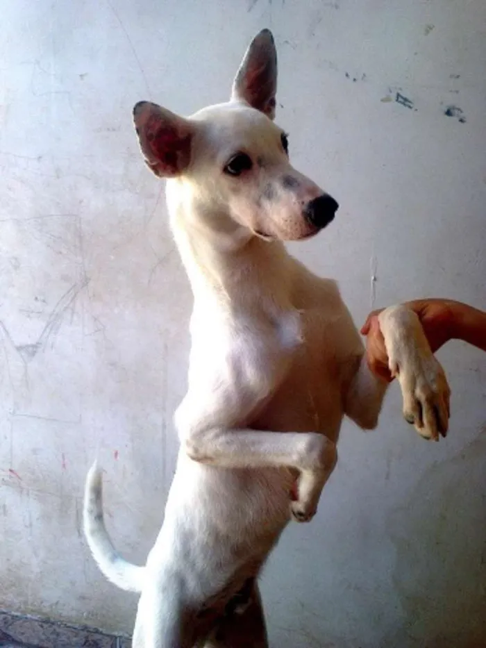 Cachorro raça SRD idade 7 a 11 meses nome Wisten