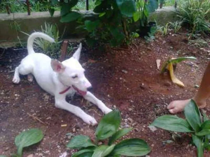 Cachorro raça SRD idade 7 a 11 meses nome Wisten