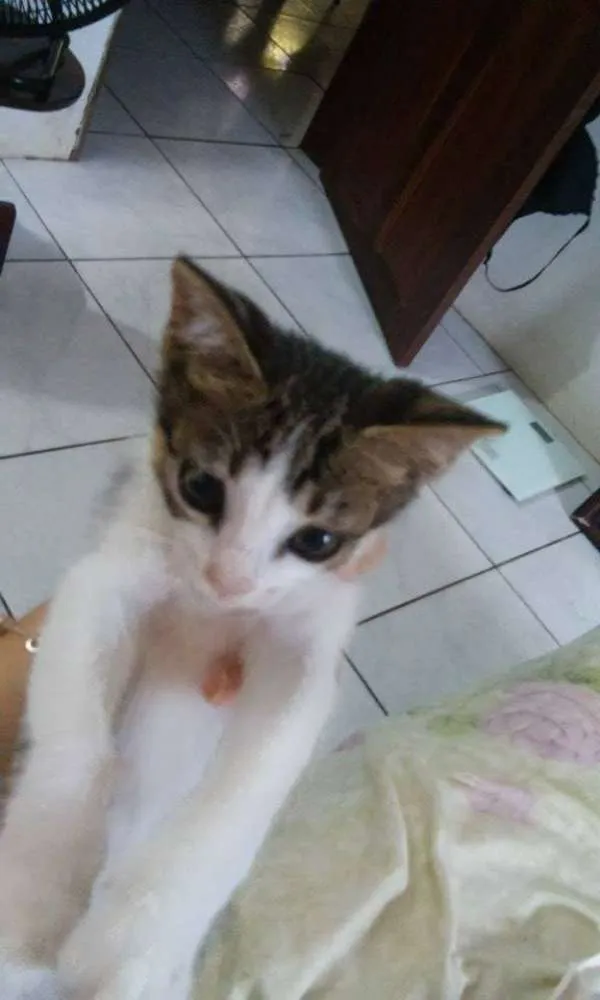 Gato ra a não possue idade 2 a 6 meses nome Sem nome