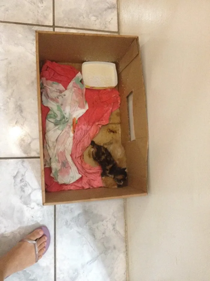 Gato ra a Indefinida idade  nome Filhotes de Gato
