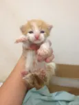 Filhotes de Gato