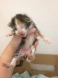 Filhotes de Gato