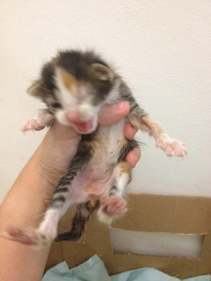 Gato ra a Indefinida idade  nome Filhotes de Gato