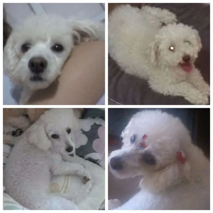 Cachorro ra a Poodle idade 2 anos nome Cici GRATIFICA