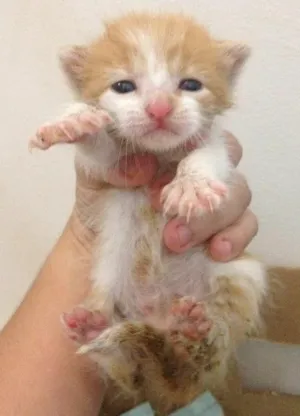 Gato raça Indefinida idade  nome Filhotes de Gato