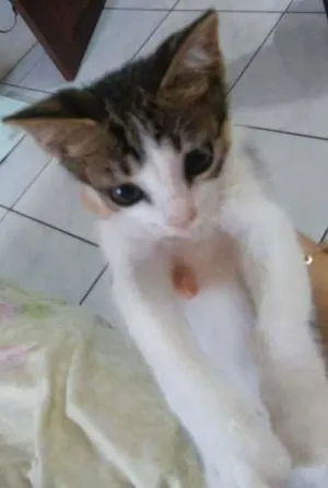 Gato raça não possue idade 2 a 6 meses nome Sem nome