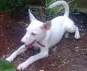 Cachorro raça SRD idade 7 a 11 meses nome Wisten