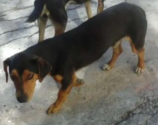 Cachorro ra a SRD idade 1 ano nome sem nome