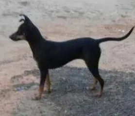 Cachorro ra a Pinscher idade 7 a 11 meses nome lola 