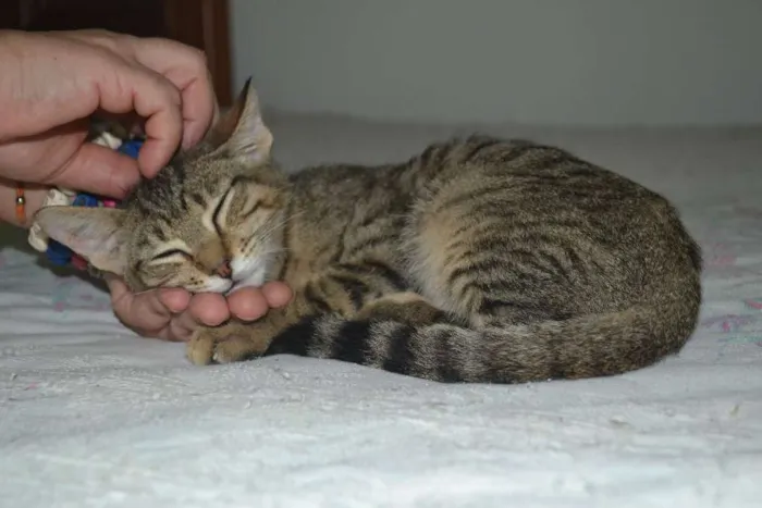 Gato ra a SRD idade 7 a 11 meses nome Alex
