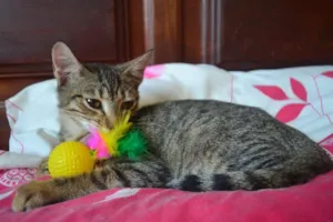 Gato raça SRD idade 7 a 11 meses nome Alex