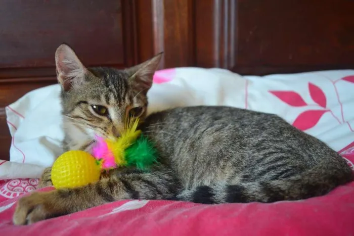 Gato ra a SRD idade 7 a 11 meses nome Alex