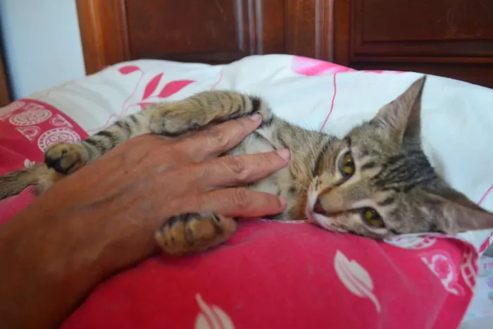 Gato ra a SRD idade 7 a 11 meses nome Alex