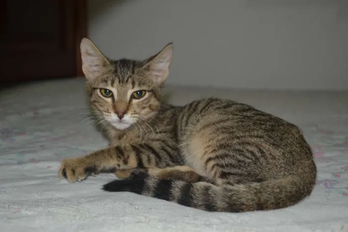 Gato ra a SRD idade 7 a 11 meses nome Alex