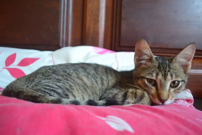 Gato ra a SRD idade 7 a 11 meses nome Alex