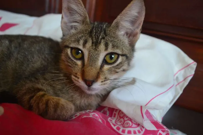 Gato ra a SRD idade 7 a 11 meses nome Alex