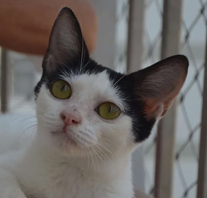 Gato ra a srd idade 7 a 11 meses nome Julia