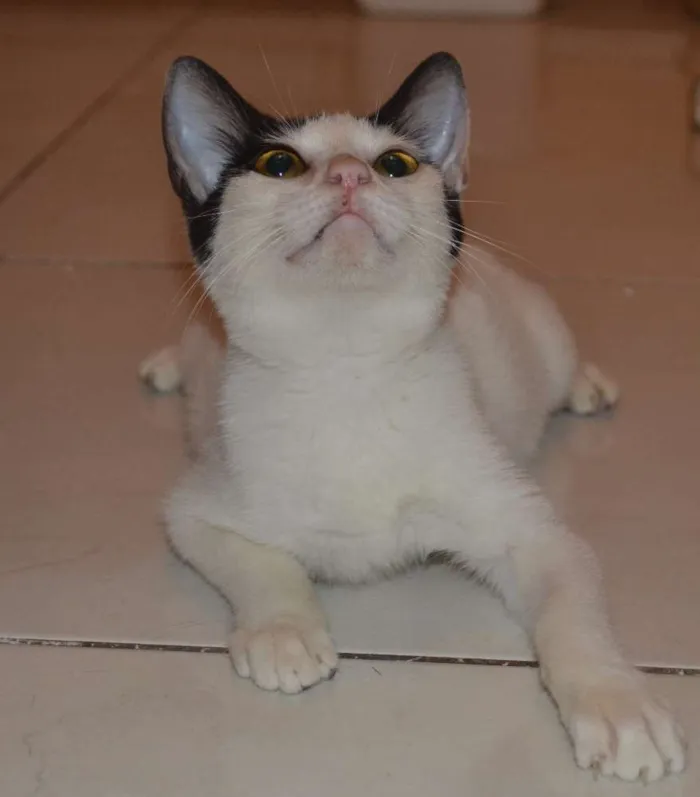 Gato ra a srd idade 7 a 11 meses nome Julia