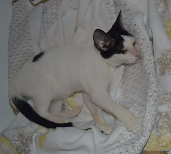 Gato ra a srd idade 7 a 11 meses nome Julia