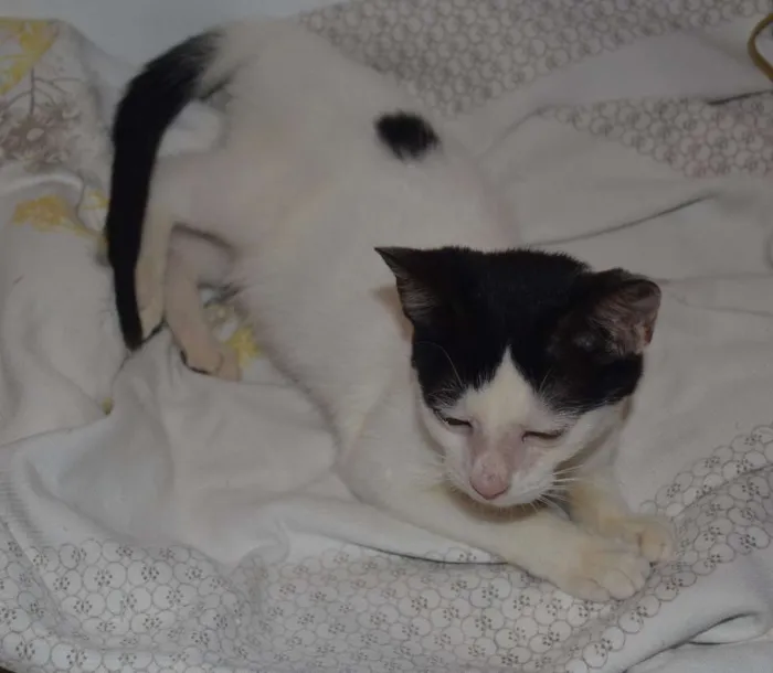Gato ra a srd idade 7 a 11 meses nome Julia
