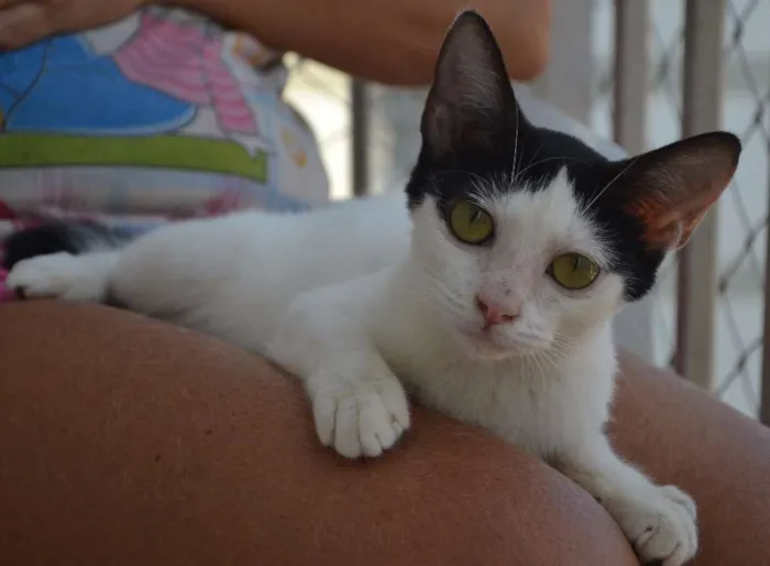 Gato ra a srd idade 7 a 11 meses nome Julia