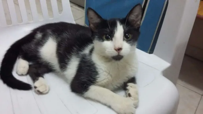 Gato ra a SRD idade 7 a 11 meses nome Frajola