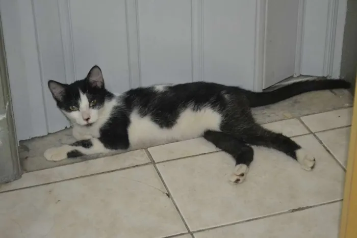 Gato ra a SRD idade 7 a 11 meses nome Frajola