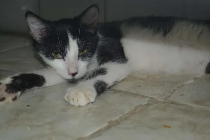 Gato ra a SRD idade 7 a 11 meses nome Frajola