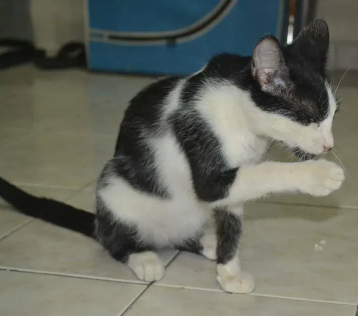 Gato ra a SRD idade 7 a 11 meses nome Frajola