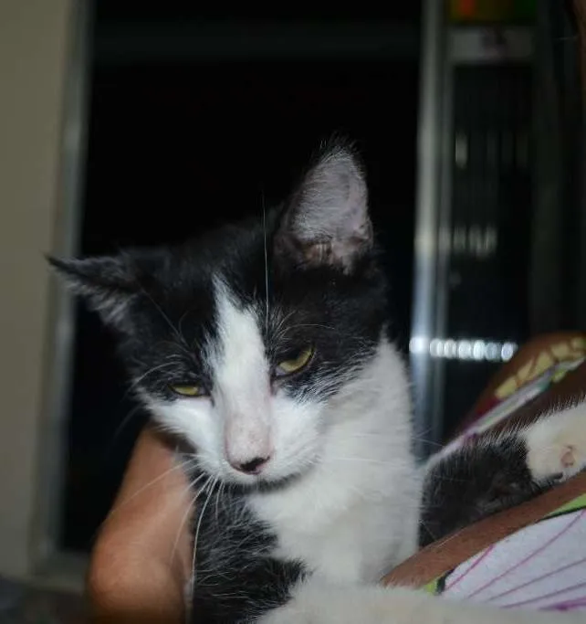Gato ra a SRD idade 7 a 11 meses nome Frajola