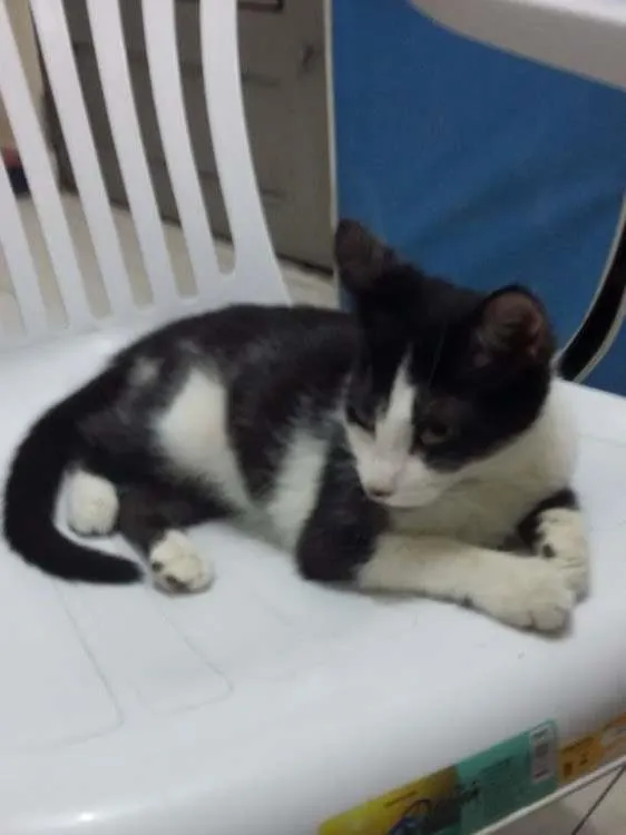 Gato ra a SRD idade 7 a 11 meses nome Frajola