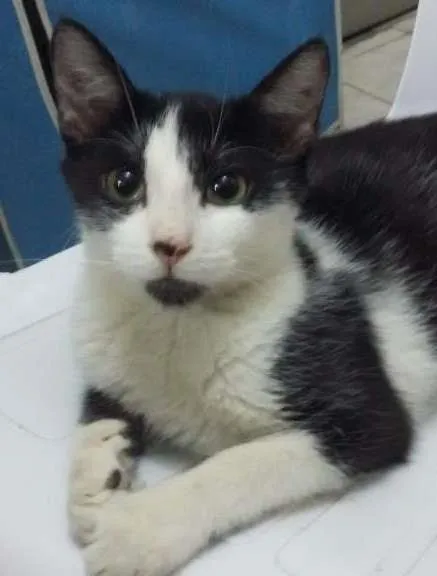 Gato ra a SRD idade 7 a 11 meses nome Frajola