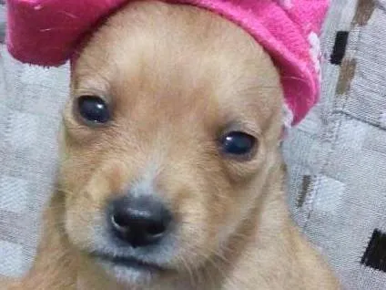 Cachorro ra a Srd idade Abaixo de 2 meses nome Sem nome