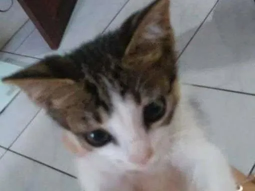 Gato ra a não possue idade 2 a 6 meses nome Sem nome