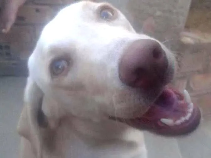 Cachorro ra a Labrador idade 7 a 11 meses nome Mel