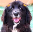 Belinha Pequenina