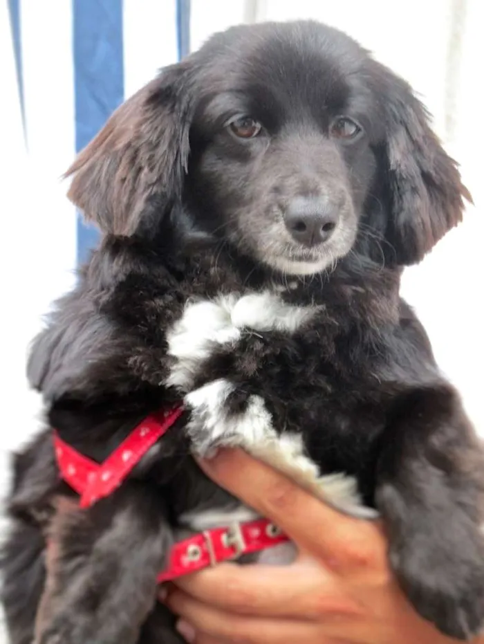 Cachorro ra a  idade 5 anos nome Belinha Pequenina