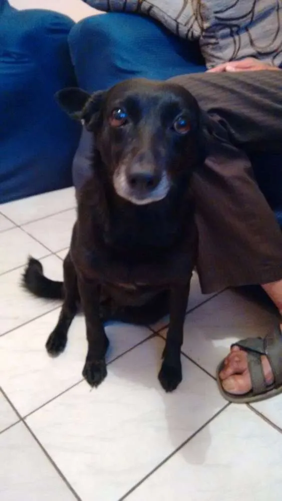 Cachorro ra a Viralata idade 6 ou mais anos nome NEGUINHA