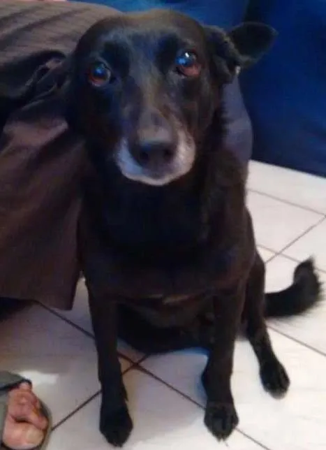 Cachorro ra a Viralata idade 6 ou mais anos nome NEGUINHA