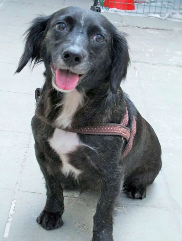 Cachorro ra a  idade 4 anos nome Lorena Pequena