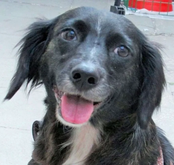 Cachorro ra a  idade 4 anos nome Lorena Pequena