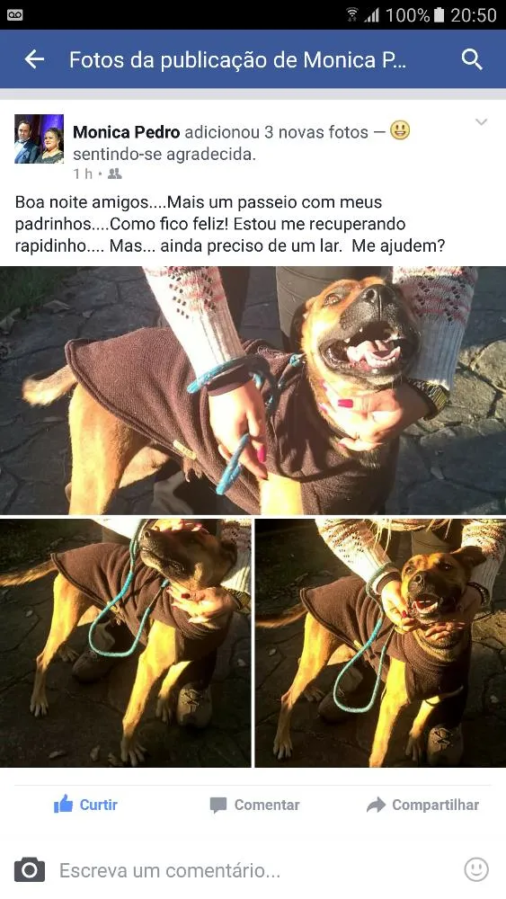 Cachorro ra a Srd idade 2 anos nome Billy 
