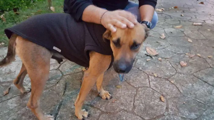 Cachorro ra a Srd idade 2 anos nome Billy 