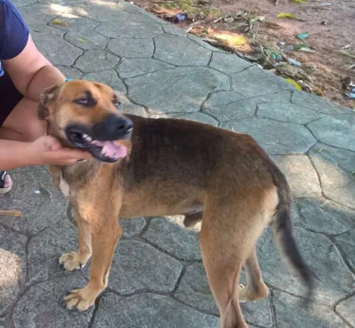 Cachorro ra a Srd idade 2 anos nome Billy 
